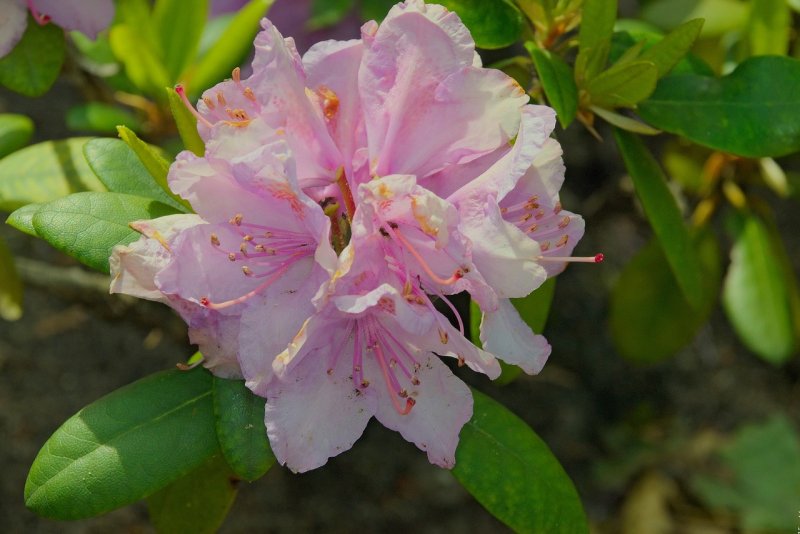 Рододендрон листопадный (Азалия) Гибралтар (Gibraltar)