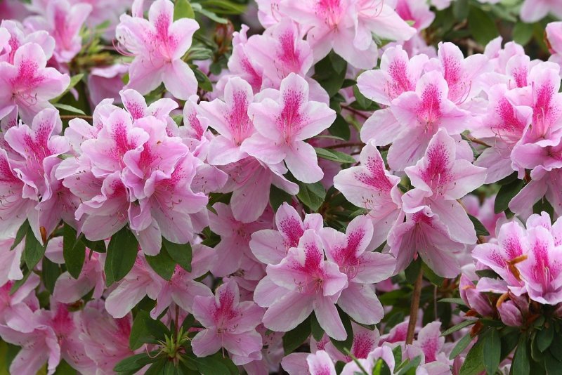 Рододендрон Rhododendron Ледебура