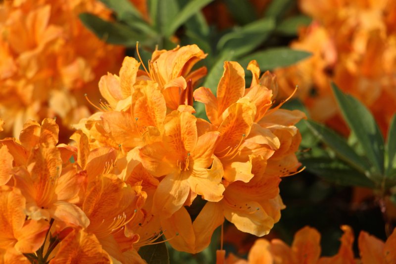 Азалия/рододендрон (Rhododendron AJ Geisha Red p9)