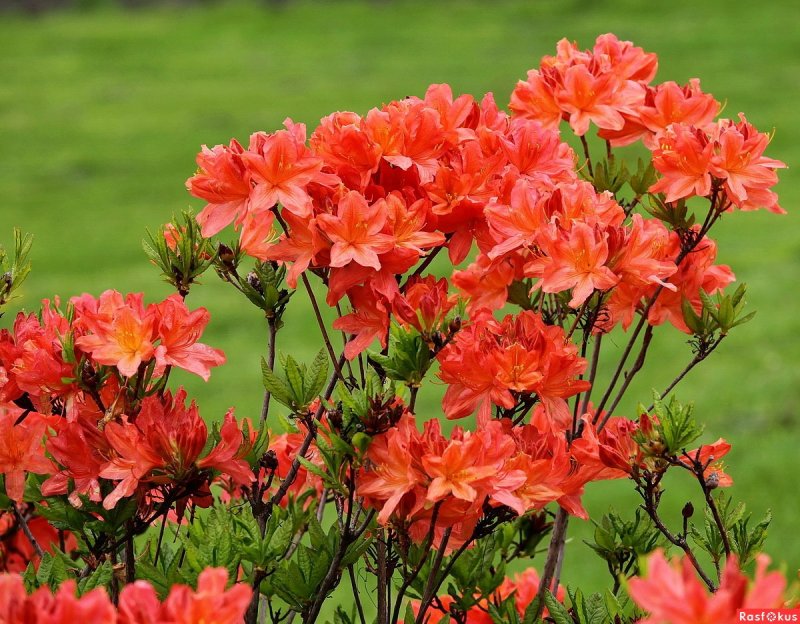 Рододендрон листопадный Азалия японский japonicum