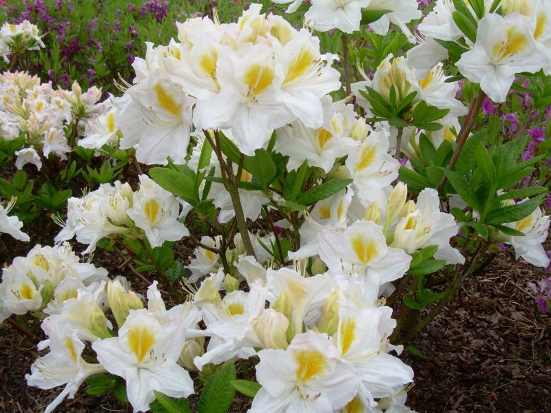 Азалия/рододендрон (Rhododendron Gomer Waterer c4)