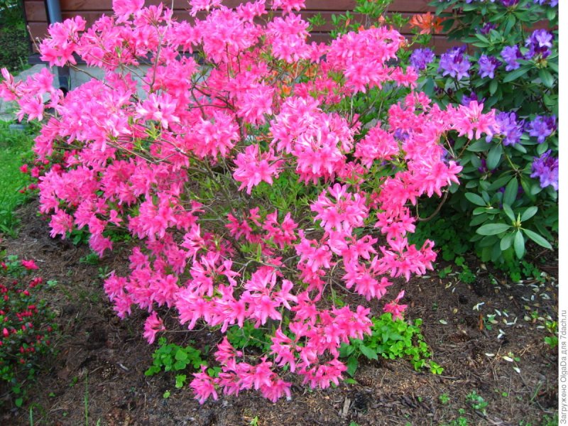 Рододендрон (Japanese Azalea) Maruschka