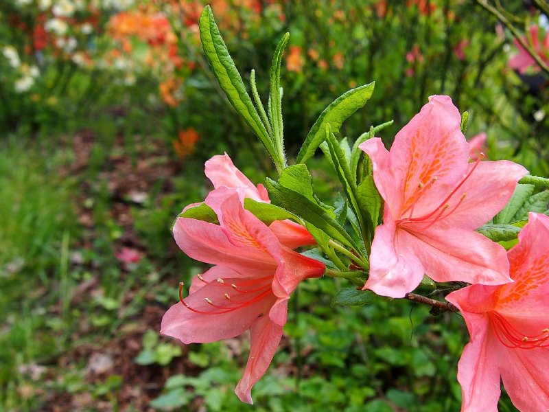 Азалия (рододендрон) (Azalea)