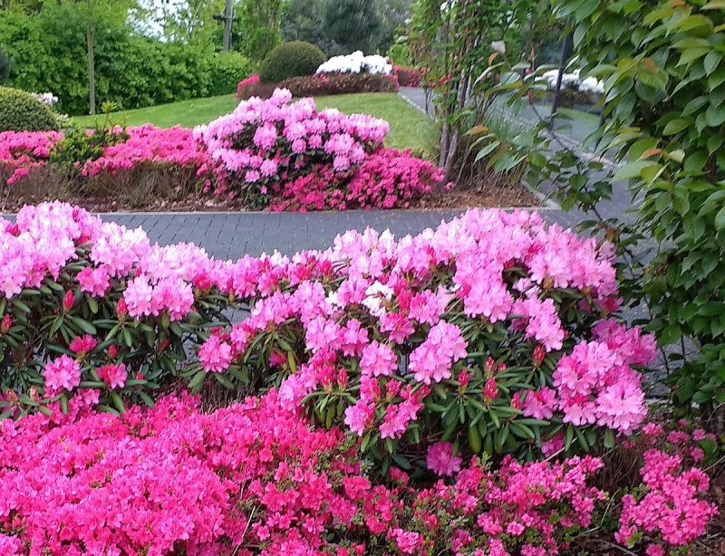 Рододендрон Rosy Lights