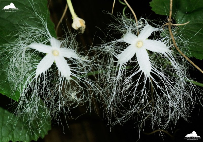 Cucurbitaceae Trichosanthes