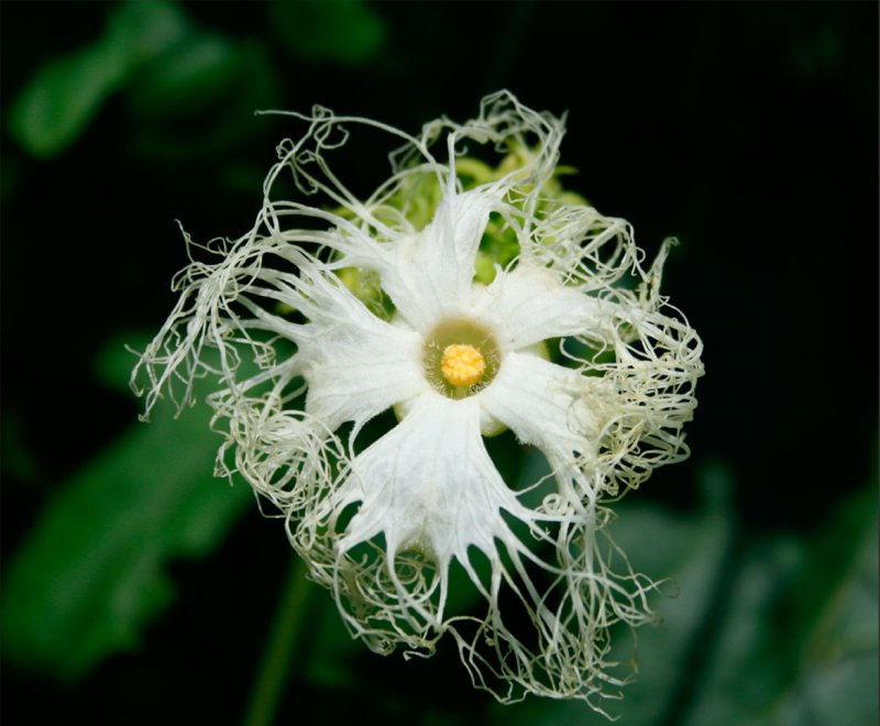 Trichosanthes kirilowii