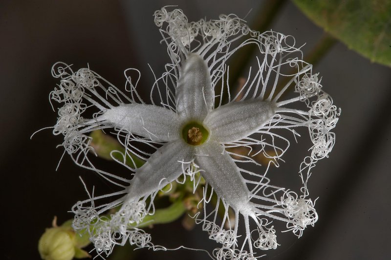 Cucurbitaceae Trichosanthes