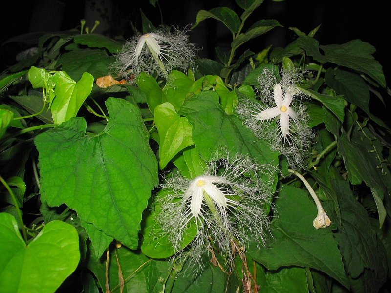 Трихозант (Trichosanthes)