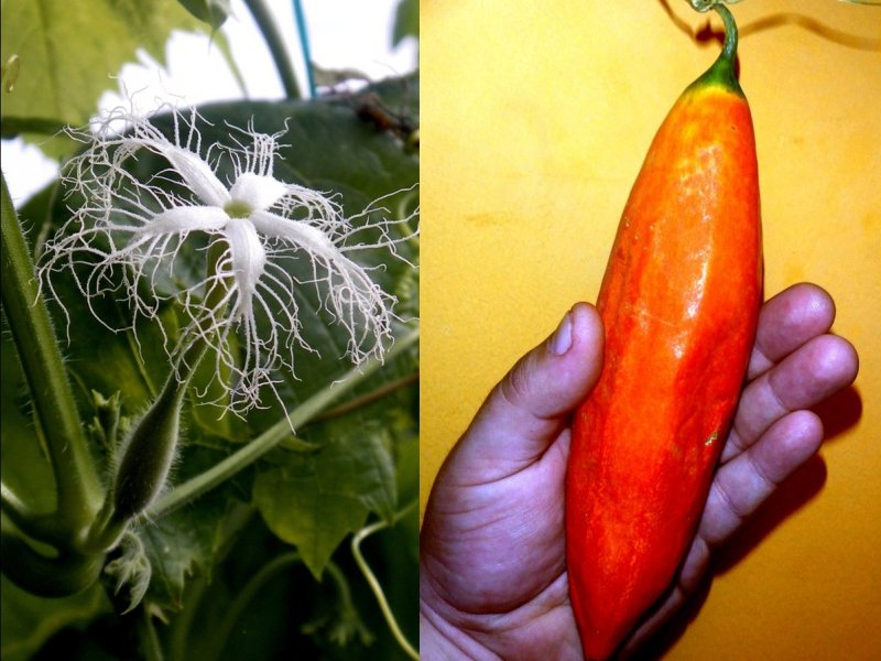 Trichosanthes cucumerina