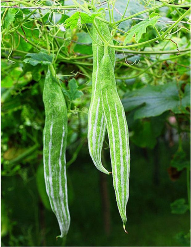 Trichosanthes anguina