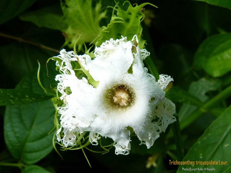 Трихозант (Trichosanthes cucumerina l.
