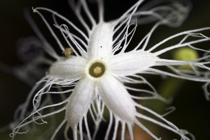 Trichosanthes cucumeroides