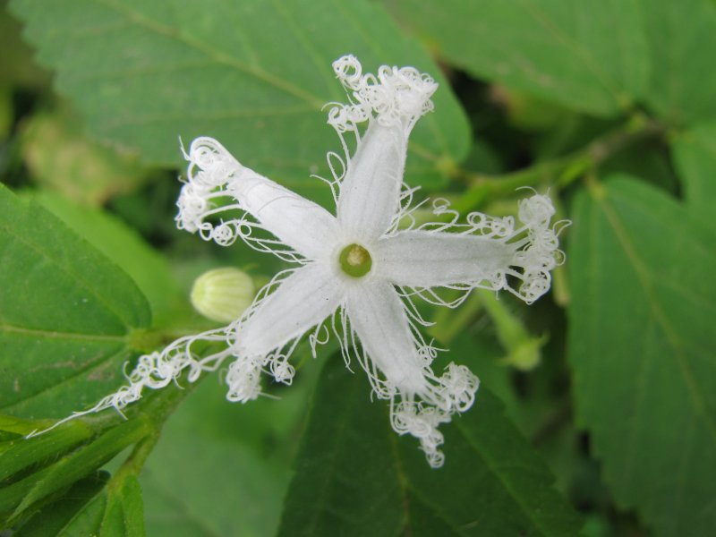 Altemaria cucumerina огурец