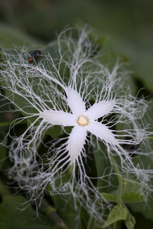 Trichosanthes anguina
