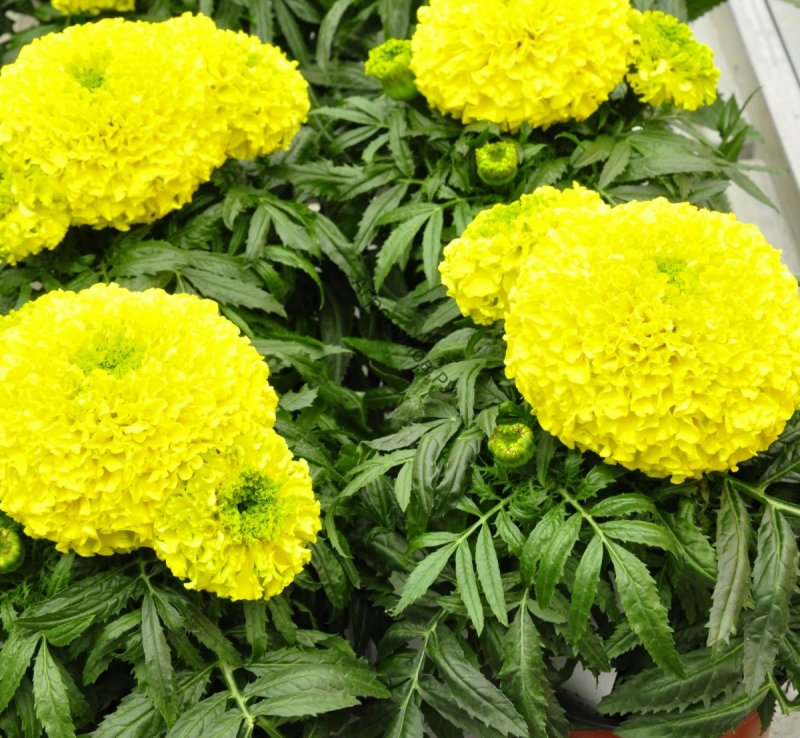 Бархатцы отклоненные (Tagetes patula f1) Fireball