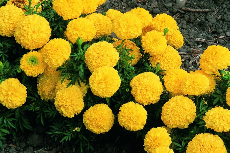Бархатцы прямостоячие (Tagetes erecta f1) Antigua Primrose