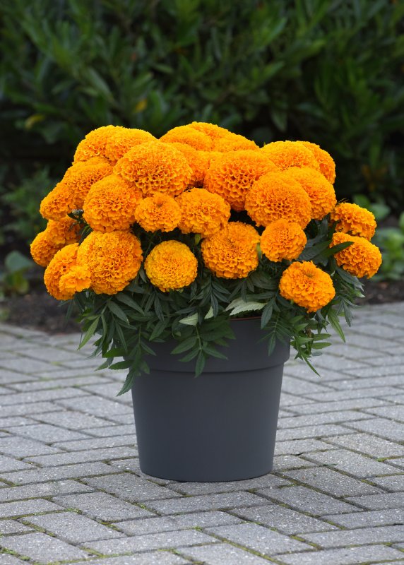 Бархатцы прямостоячие (Tagetes erecta f1) Taishan Gold
