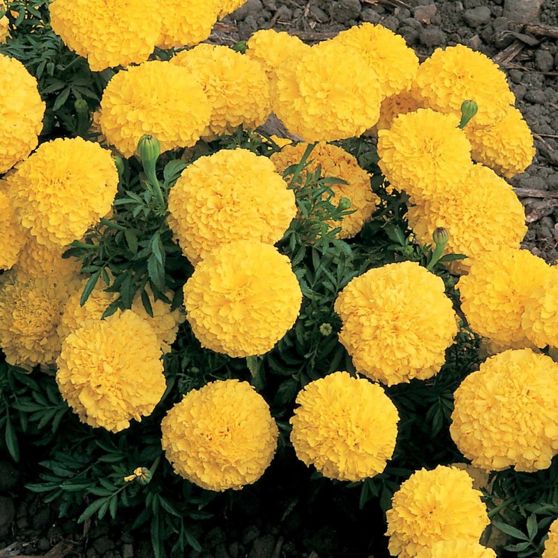 Бархатцы Discovery Orange