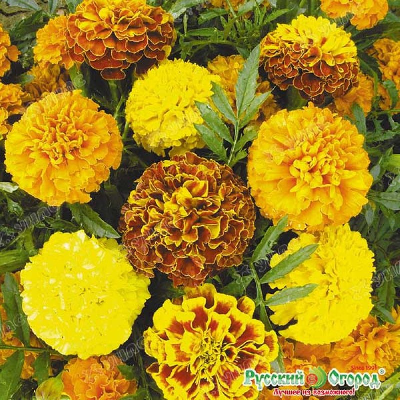 Бархатцы прямостоячие (Tagetes erecta f1) Taishan Gold