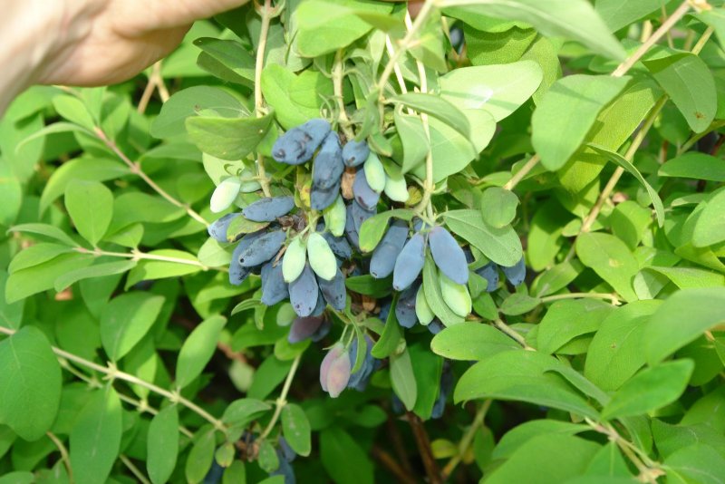 Жимолость съедобная (Lonicera edulis)