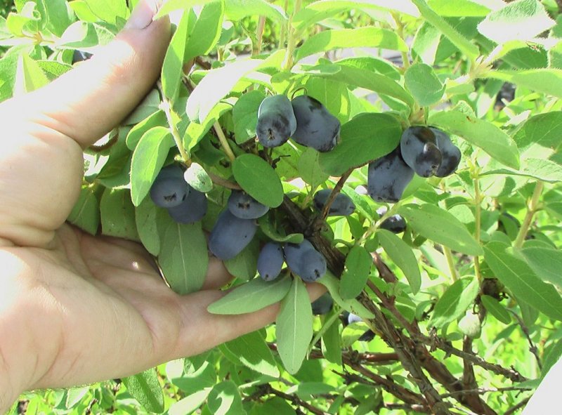 Жимолость Лесная куст