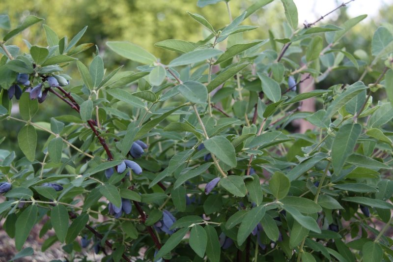 Lonicera tatarica жимолость Татарская
