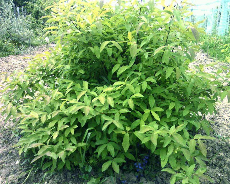 Жимолость съедобная кустарник