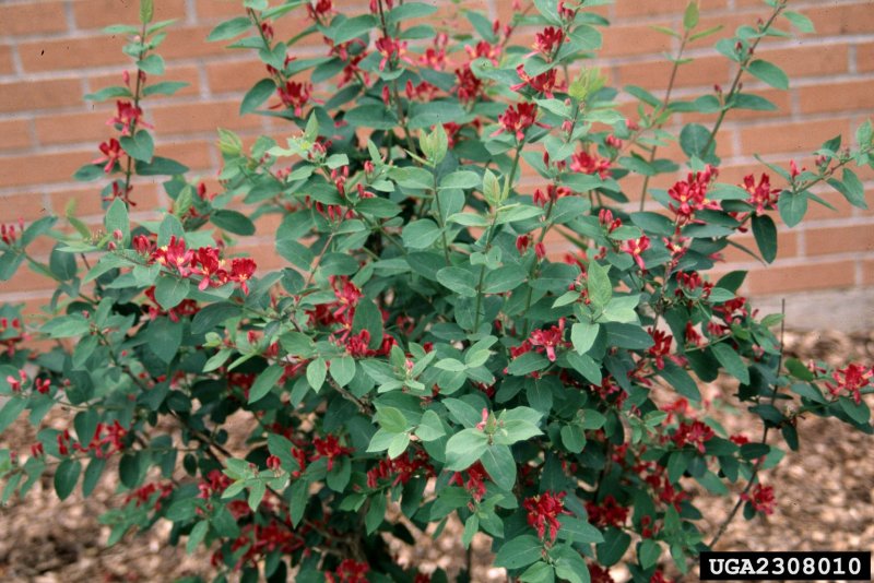 Жимолость съедобная (Lonicera edulis)