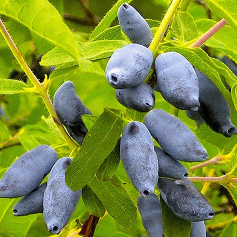 Жимолость Кувшиновидная