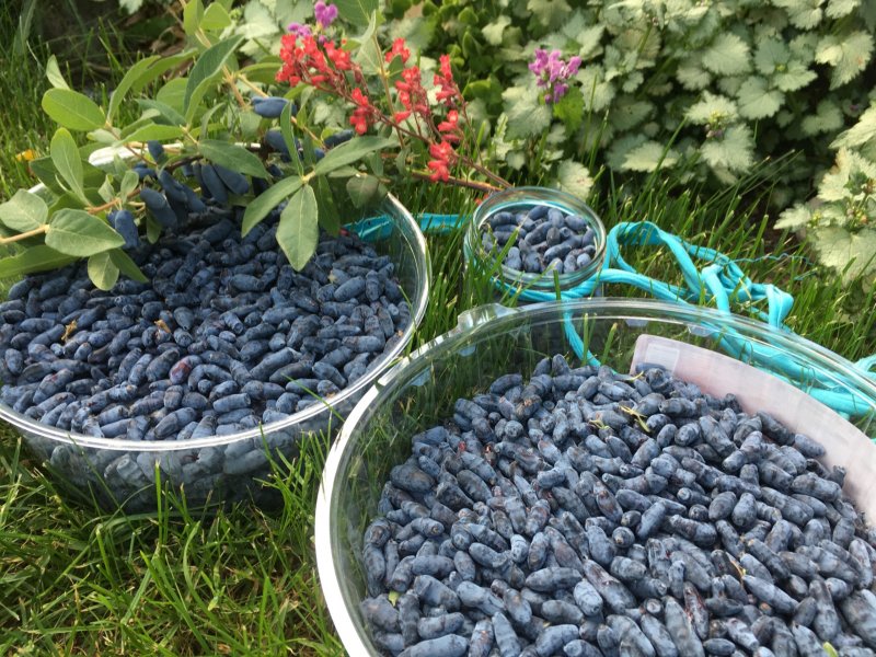 Жимолость Садовая куст