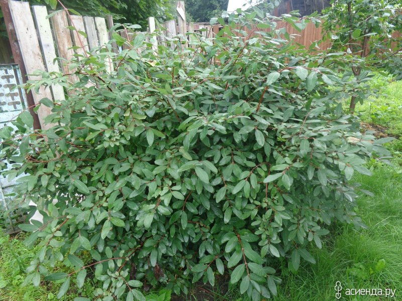 Жимолость Джеральда (Lonicera giraldii)
