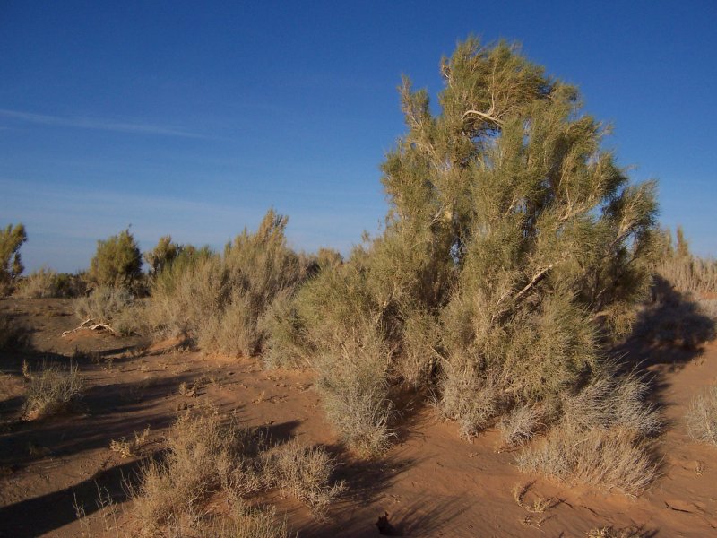Haloxylon ammodendron