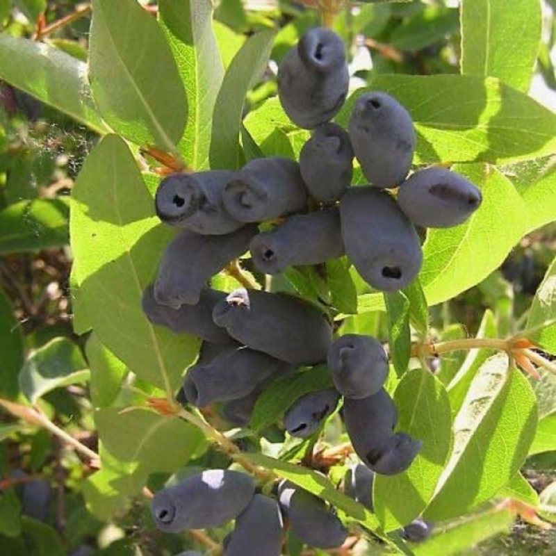 Жимолость Садовая куст
