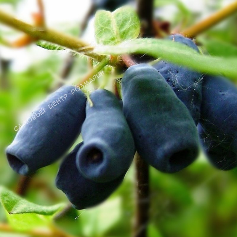 Жимолость съедобная (Lonicera edulis)