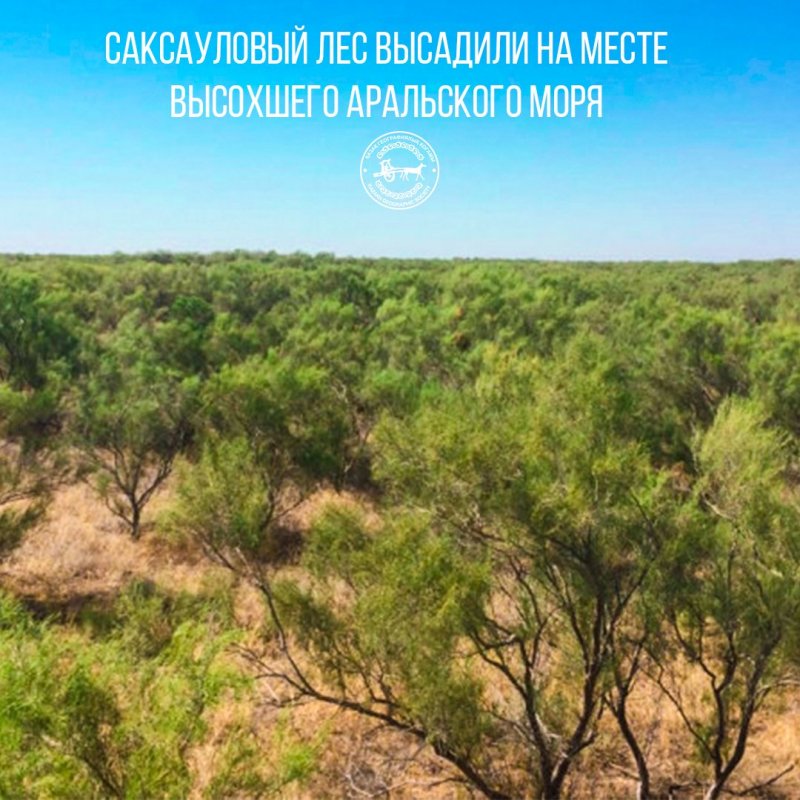 Дерево саксаул Туркмения