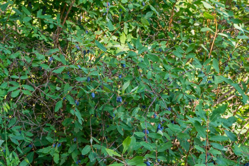 Жимолость Палласа Lonicera pallasii