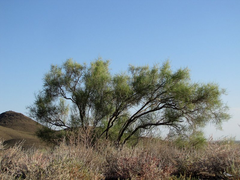 Haloxylon aphyllum черный