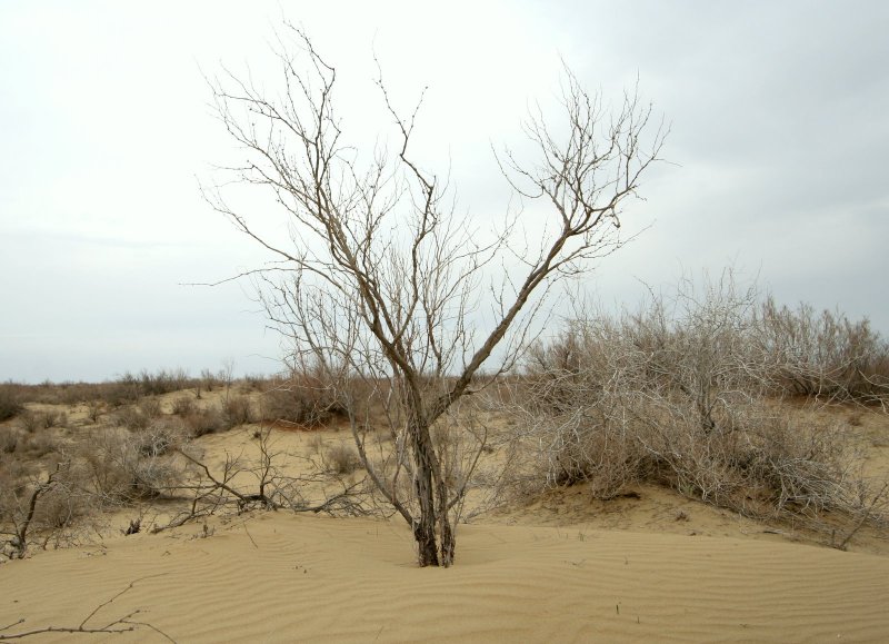 Саксаул белый (Haloxylon persicum)