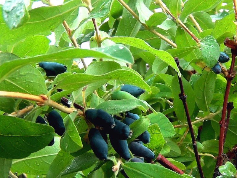 Жимолость съедобная Lonicera edulis `васюганская`
