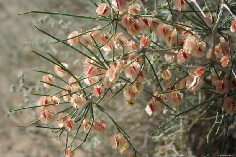 Акация сеяльская (Acacia