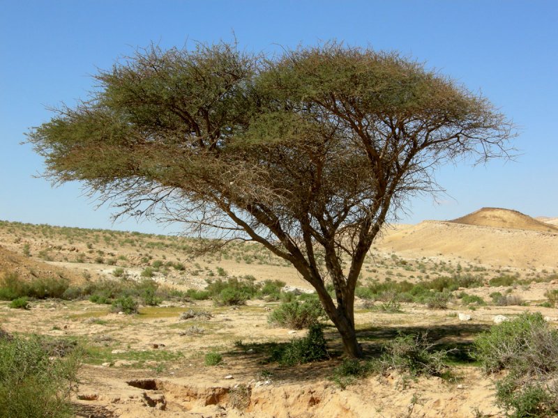 Haloxylon persicum