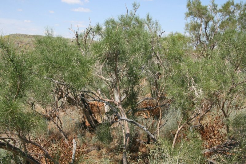 Акация кручёная (Acacia tortilis)