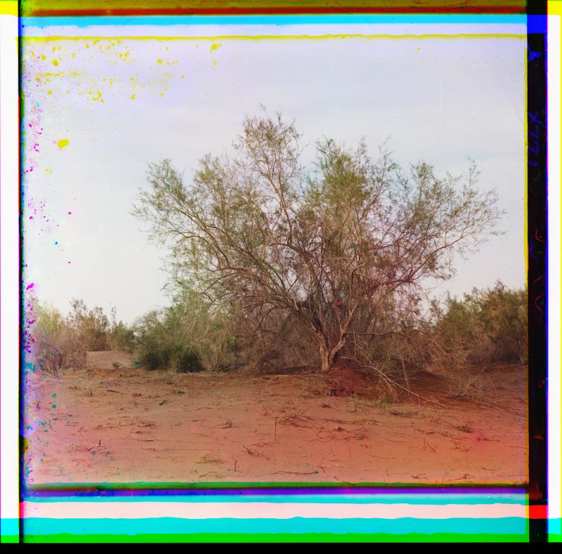 Haloxylon persicum