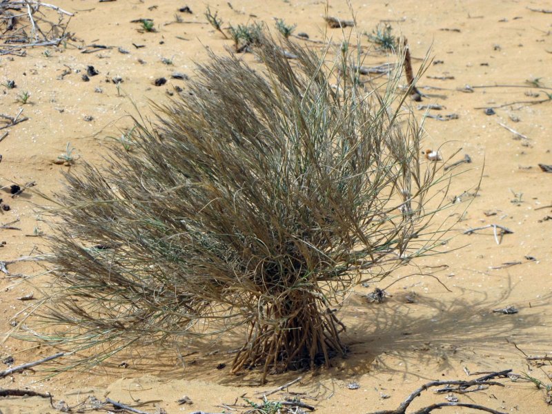 Haloxylon salicornicum