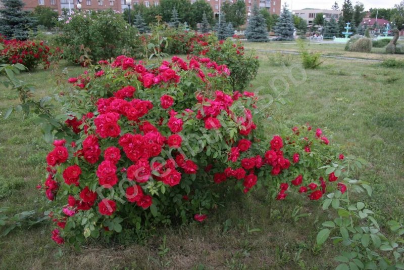 Роза Фламентанц, Кордес