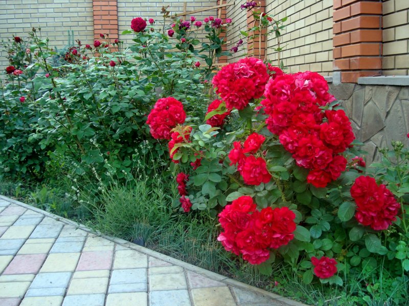 Hansaland ханзаланд шиповник