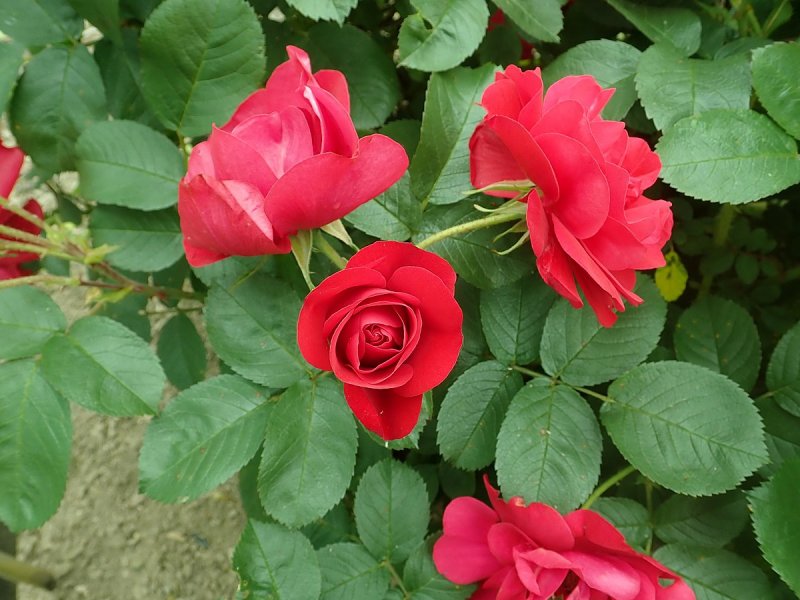 Hansaland роза