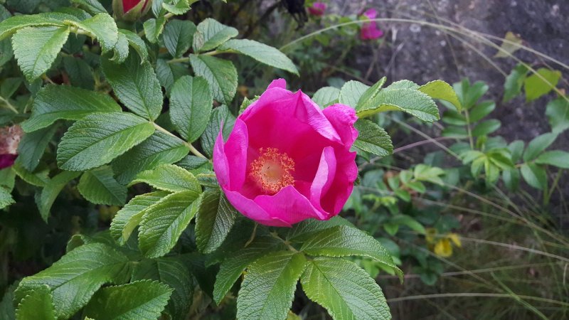 Rosa moyesii