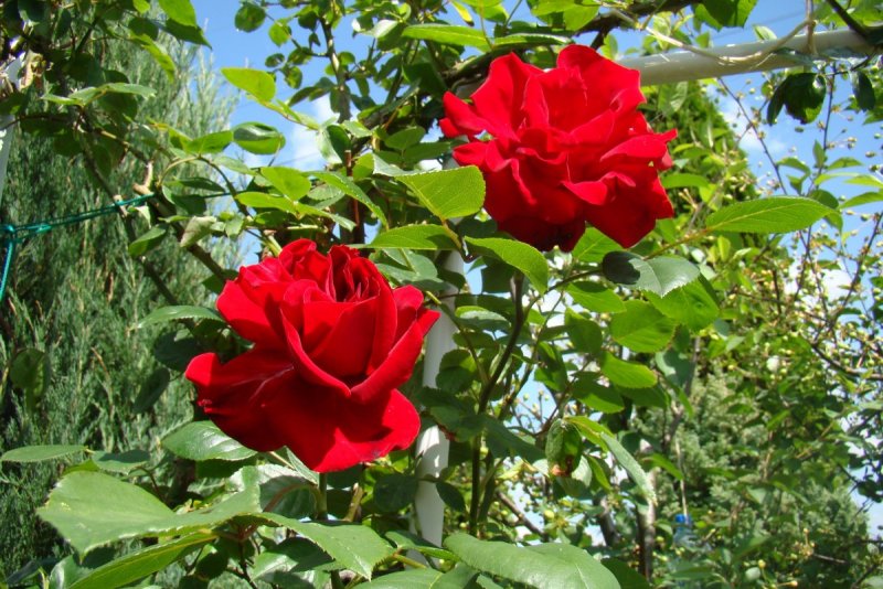Роза Парковая robusta