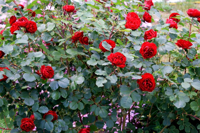 Роза Red Empire флорибунда